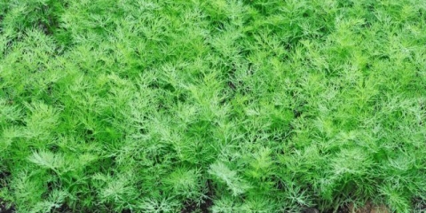 Kopar za zelje bez suncobrana: imena najboljih sorti, recenzije